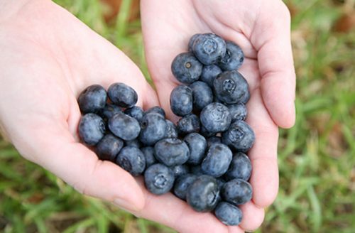 blueberry-heart1